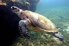 It is easily identifiable due to its pointed beak, and the other interesting hawksbill sea turtle facts: Hawksbill Sea Turtle Wikipedia