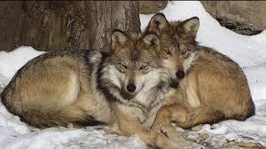 As you gain experience and level up, you may want to develop your wolf by choosing its abilities and skills. Wolves Hug And Comfort One Another Youtube