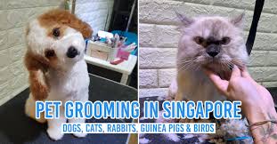 We will find the best pet grooming services near you (distance 5 km). 15 Pet Grooming Salons In Singapore Sorted By Location