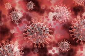 Les espèces du genre campylobacter peuvent être détruites par la chaleur et une cuisson à cœur des aliments. Patients Immunodeprimes Realites Biomedicales