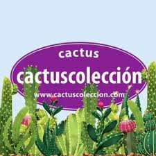 Image result for Stathmostelma fornicatum