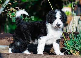 5¢ dogs are raised in an enriched environment that makes them easy to train and more emotionally stable. Border Doodle Breeders Cheap Buy Online