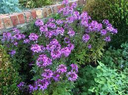 Image result for Cleome elegantissima