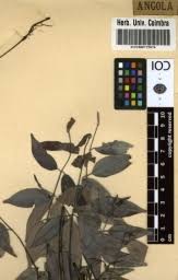 Image result for Chamaeclitandra henriquesiana