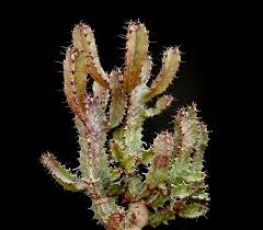 Image result for Euphorbia confinalis