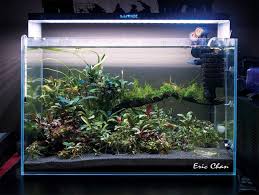 B69d3a159d80a01fff0d7ddded118279 Jpg 1280 965 Aquarien Aquaristik Aquarium Aquascape