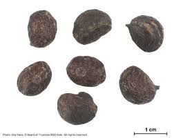 Image result for Keetia gueinzii