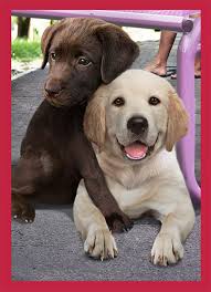 These valentine's day cards range from innocently cheesy to downright rude, and your valentine won't be able to quit laughing. Funny Valentine S Day Card Valentine S Day Hug From Cardfool Com