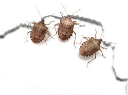 We did not find results for: Get Rid Of Stink Bugs With These Easy Tips