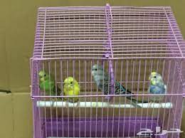 طيور للبيع في مكه