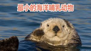 体型最小的海洋哺乳动物 海獭