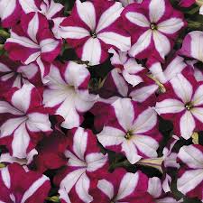 Petunias benefit from light for best germination, therefore do not cover the seeds. Easy Wave Burgundy Star Petunia Seeds Park Seed