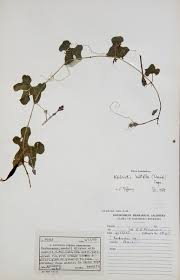 Image result for Kedrostis leloja