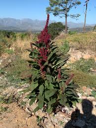 Image result for Amaranthus cruentus