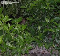 Image result for Psychotria succulenta