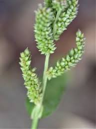 Image result for Echinochloa frumentacea