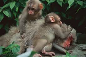 This is the video monkey baby ape happy bathing with duckling chip and cute sister. Hot Springs And Snow Monkeys Four Seasons In Hell Valley Photos Nippon Com