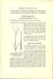 Image result for Aristida rhiniochloa