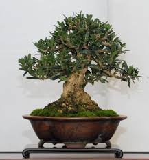 Maybe you would like to learn more about one of these? Do Bonsai Trees Produce Fruit Grow Your Bonsai