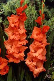 Gladiolus Argentina Gladiolus Flower Names Beautiful Blooms