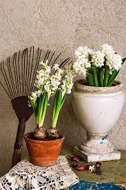 Check spelling or type a new query. How To Grow Hyacinths For Rich Spring Color And Sweet Perfume