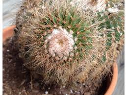 If you notice white fuzz on succulents, your plant is suffering from mealybugs. Cactus Has Disease Fungus Pest Problem