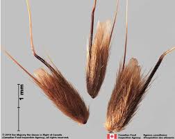 Image result for Anthoxanthum