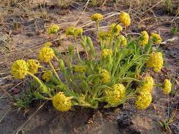 Image result for Gnidia