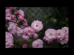 Flowering shrubs do not require extensive maintenance to keep them attractive and healthy in a landscape. Flowering Almond Youtube