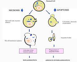 Apoptosis is defined as a natural process of eliminating unwanted cells over the course of development or during biological activities in definition of necrosis. Scheme Representing Necrosis And Apoptosis Download Scientific Diagram