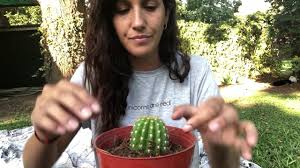 ¿cómo saber si mi móvil. Como Recuperar Un Cactus Ahogado Youtube
