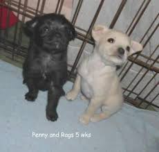 Two female pug puppies for sale born in april and ready for new home parents are in same home… Boston Terrier Pug Puppy For Sale New York