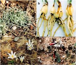 Image result for Gethyllis