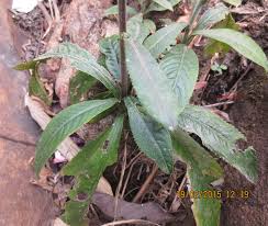 Image result for Blumea squarrosa