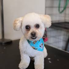 THE BEST 10 PET GROOMERS near WAIANAE, HI 96792
