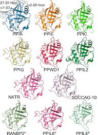 Proses gangguan ini dikenal sebagai denaturasi protein. Famili Protein Wikipedia Bahasa Indonesia Ensiklopedia Bebas