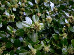 Image result for Buxaceae