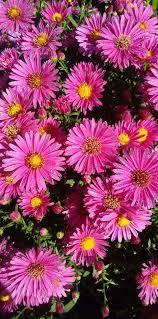 Aster Novi Belgii New York Asters Hazy Dark Pink Small Flowering Plants Herbaceous Perennials Annual Plants
