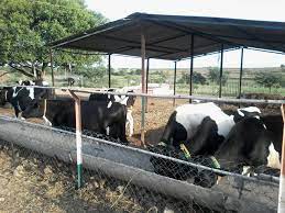 There are several business opportunities available in the agricultural industry and dairy farms are one of them. How To Start Dairy Farming Business From Scratch Confident Guide To Starting Dairy Farming In 5 Basic Steps