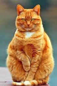Jika anda masih berusia 3 bulan, anda akan mencapai rp. Kucing Garfield Kucing Binatang Kucing Cantik