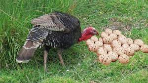Turkey farming for meat production is more popular than egg production from turkey. Turkey Dancing And Laying To Many Eggs Baby Turkey Hatching Youtube