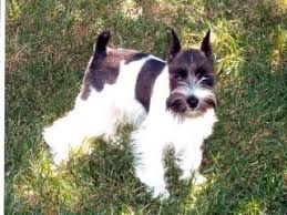 Originally, he was meant to be used as a little farm dog with the ability to track and catch all sorts of vermin. I Really Like The Black And White Mini Schnauzers The Black Spots To Cute Mini Schnauzer Pets Schnauzer