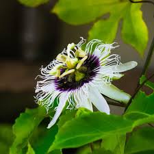 Image result for Passiflora edulis