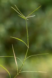 Image result for Cynodon incompletus