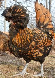 They have very calm temperaments but can spook easily if the feathers impair their eyesight. Polish Chickens Ferrebeekeeper