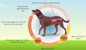 Image result for Whipworm