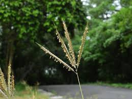 Image result for Dichanthium annulatum