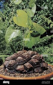 Image result for Dioscorea quartiniana