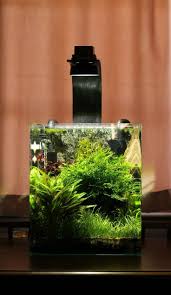 First Attempt Planted Nano Tank Page 6 The Planted Tank Forum Freshwater Aquarium Plants Nano Tank Betta Aquarium