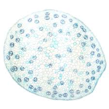 Find & download free graphic resources for floral pattern. Liliopsida Monocotyledons The Biology Primer